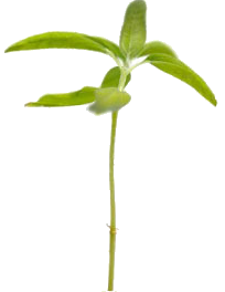 Plant Growing - SellCAD Environment Policy